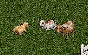 Cow Pet